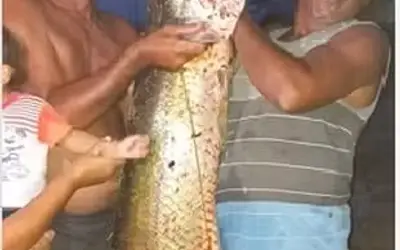 Pescadores fisgam pirarucu de mais de 50 kg em represa de Santana do Ipanema, AL