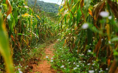 Secretaria de Agricultura promove encontro técnico sobre perspectivas para safra de grãos em Alagoas